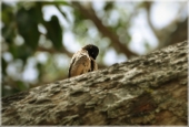 IIP Online Student Photography